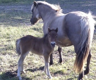  Equestrian HIKE alrededor del Surzur